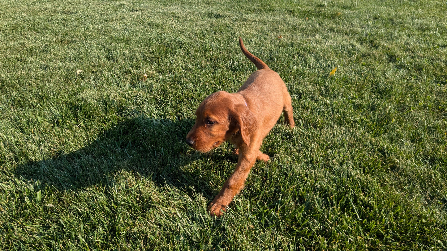 IRISH SETTER (07/20) FEMALE