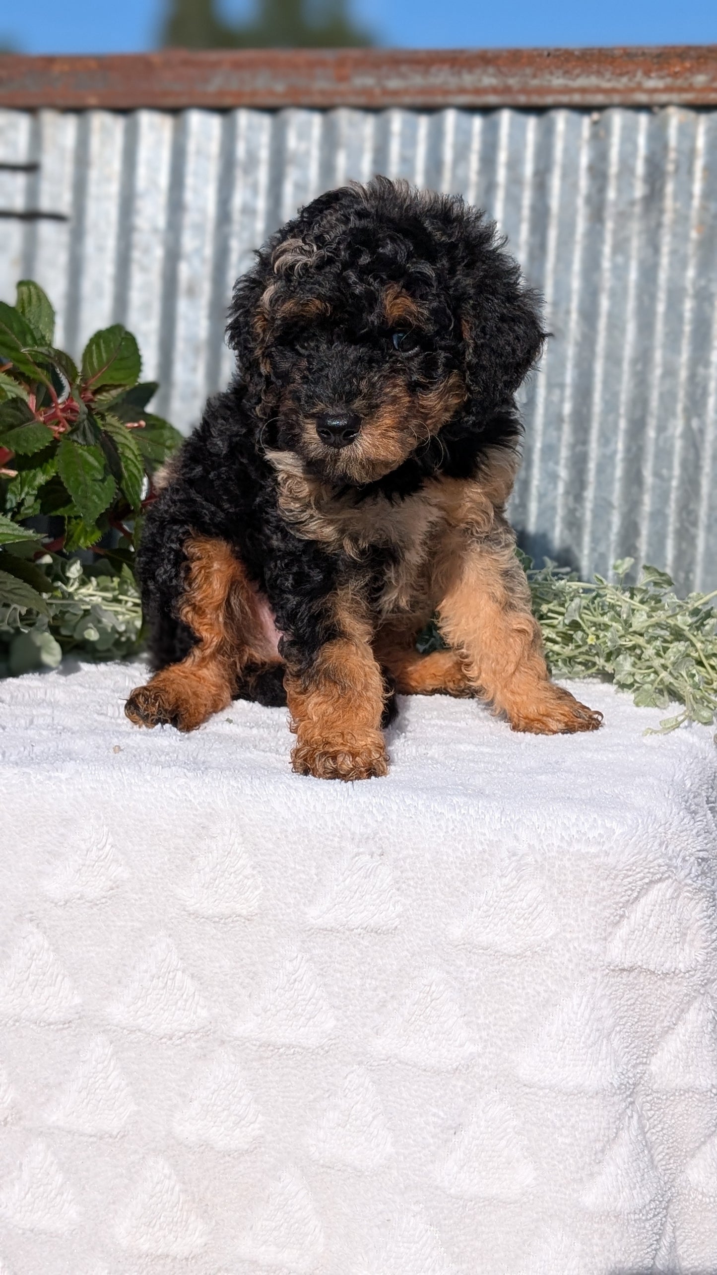 TOY POODLE (07/06) MALE