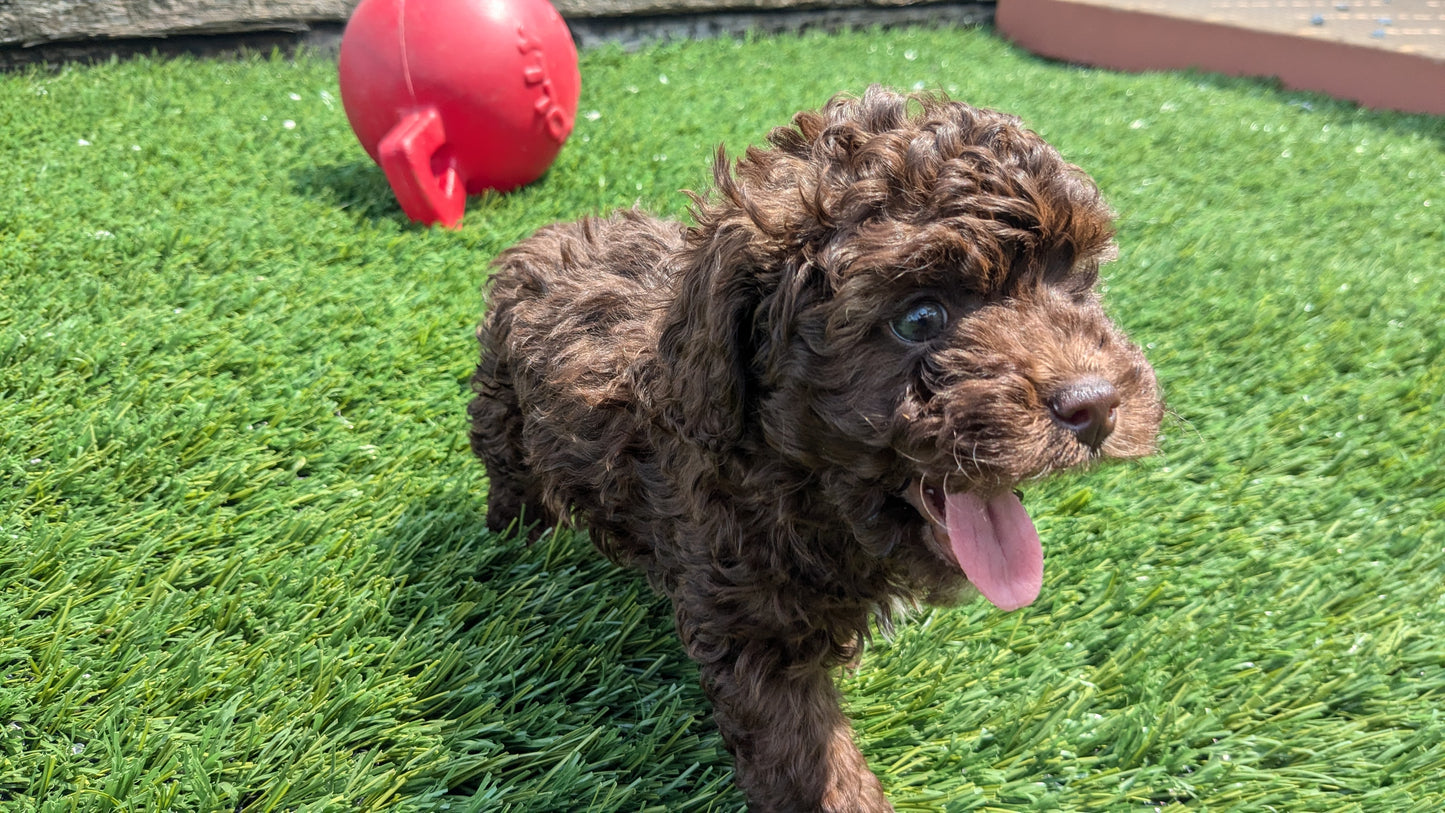 COCKAPOO (06/28) FEMALE