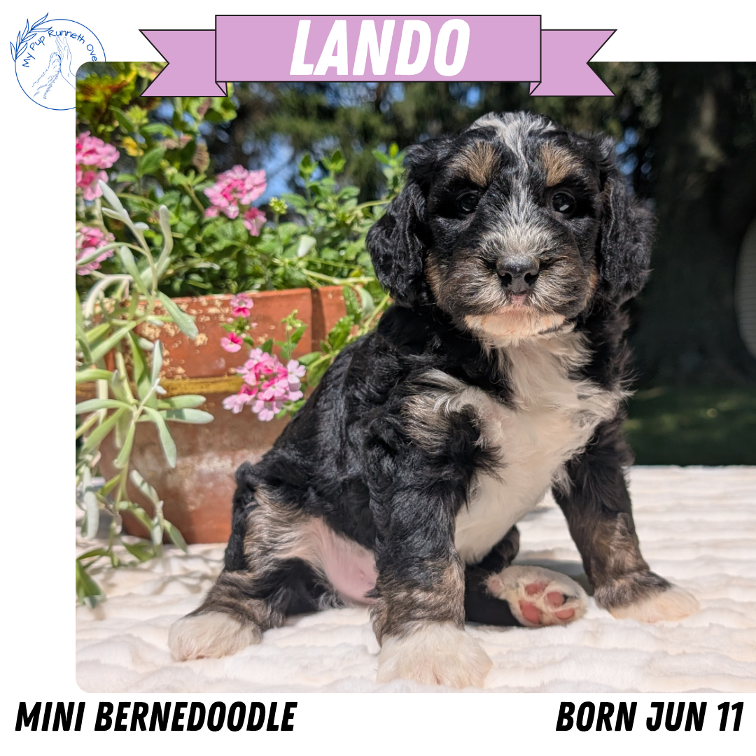 MINI BERNEDOODLE (06/11) MALE
