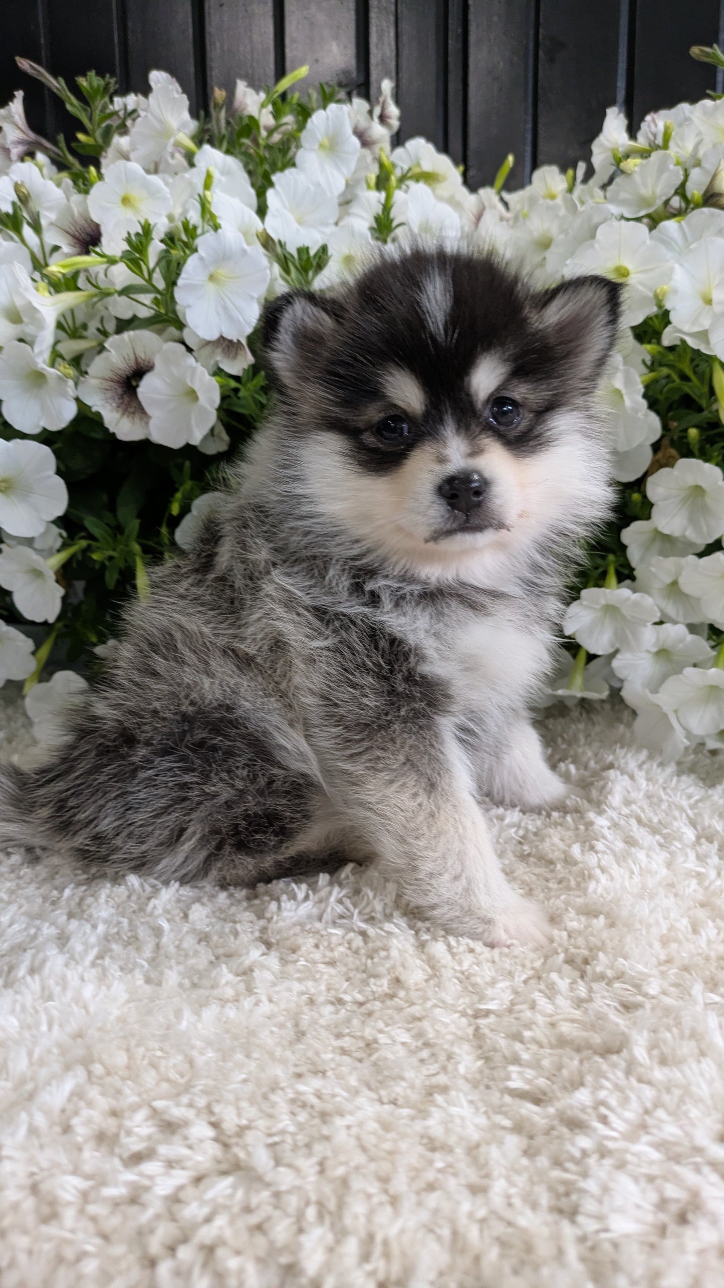 POMSKY (04/01) FEMALE