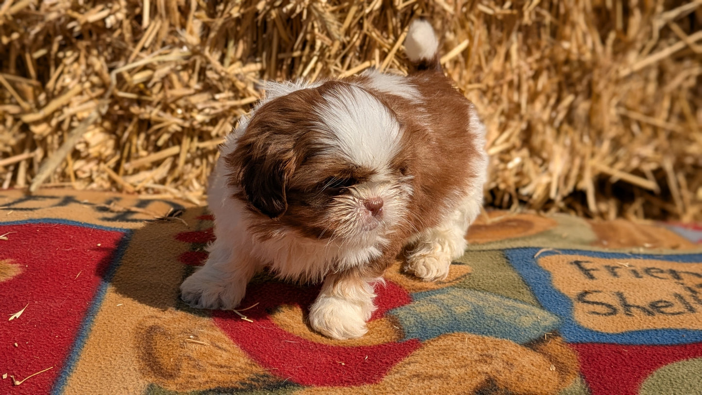 SHIH TZU (02/01) MALE
