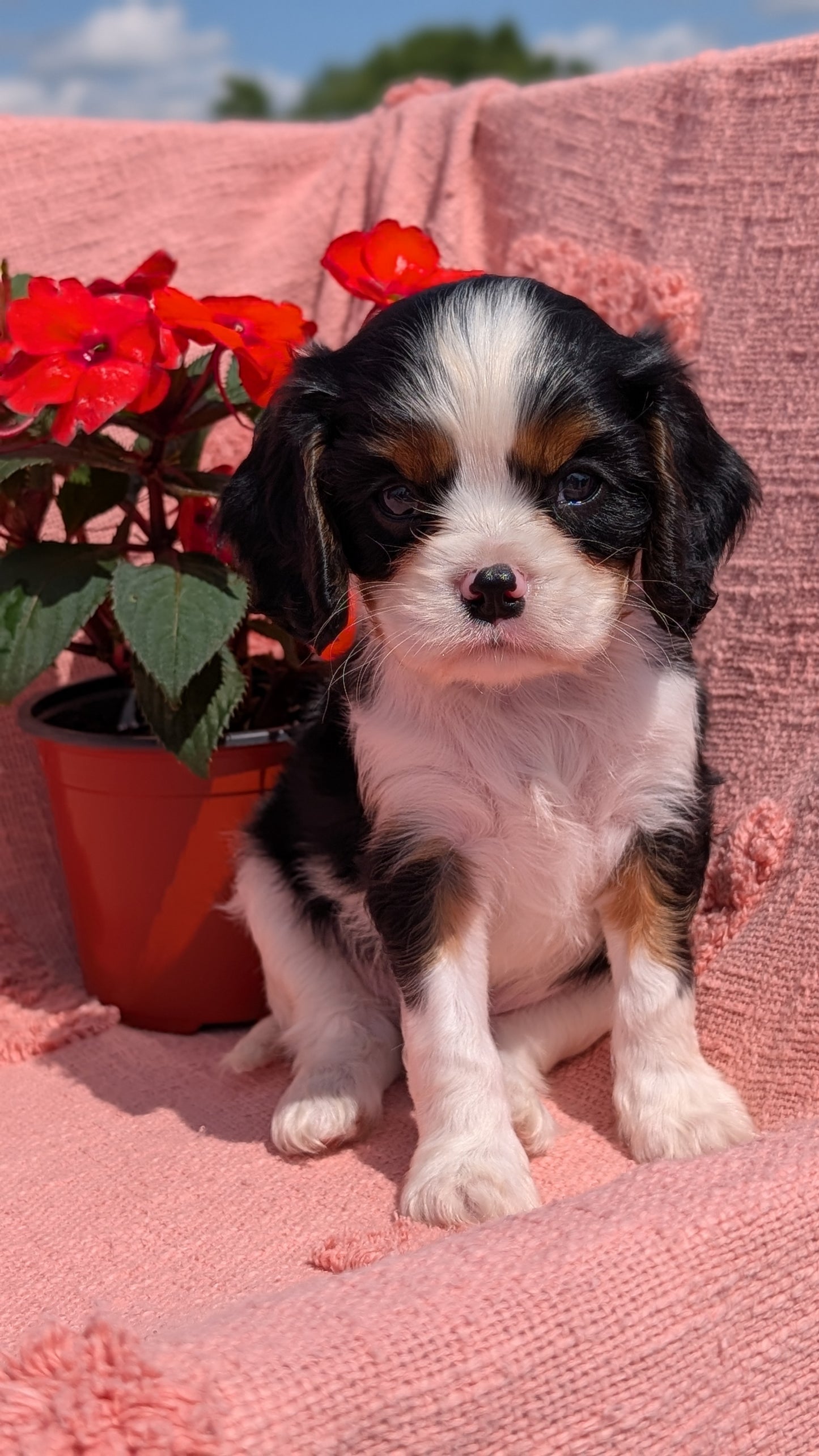 CAVALIER (05/06) MALE
