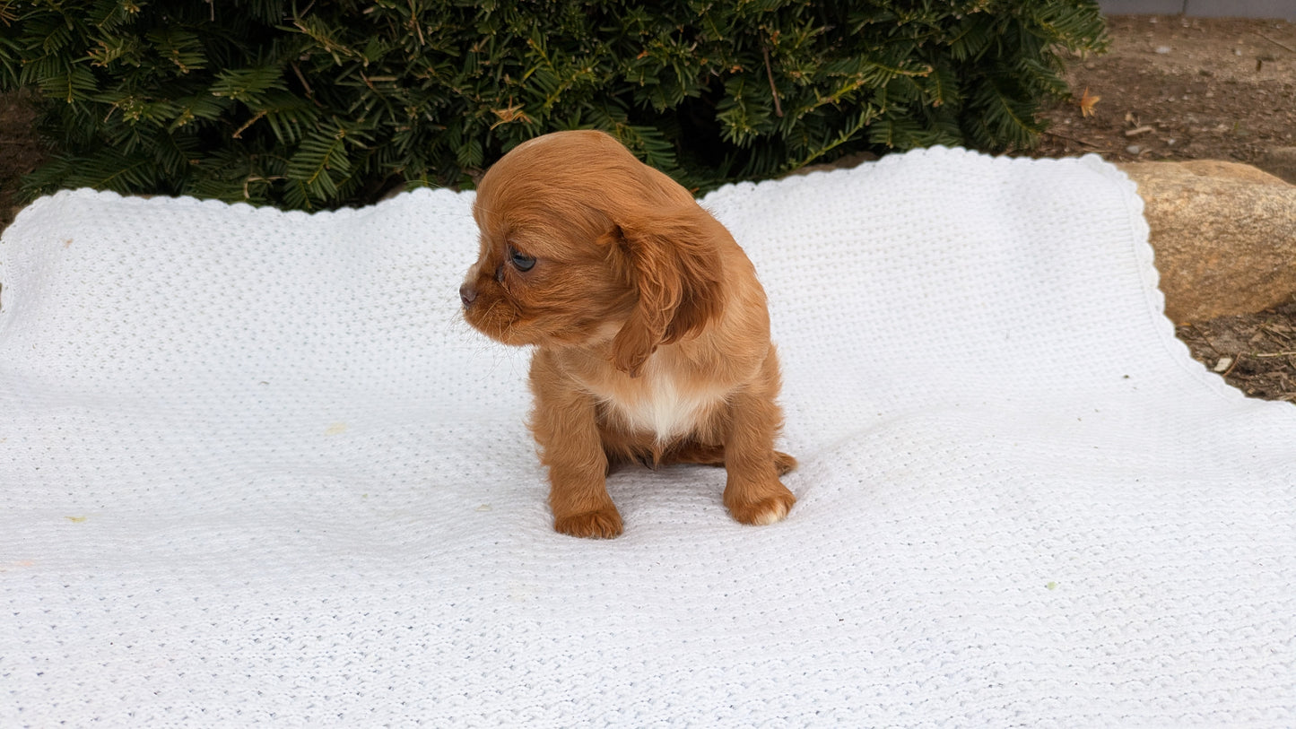 CAVALIER (02/10) FEMALE