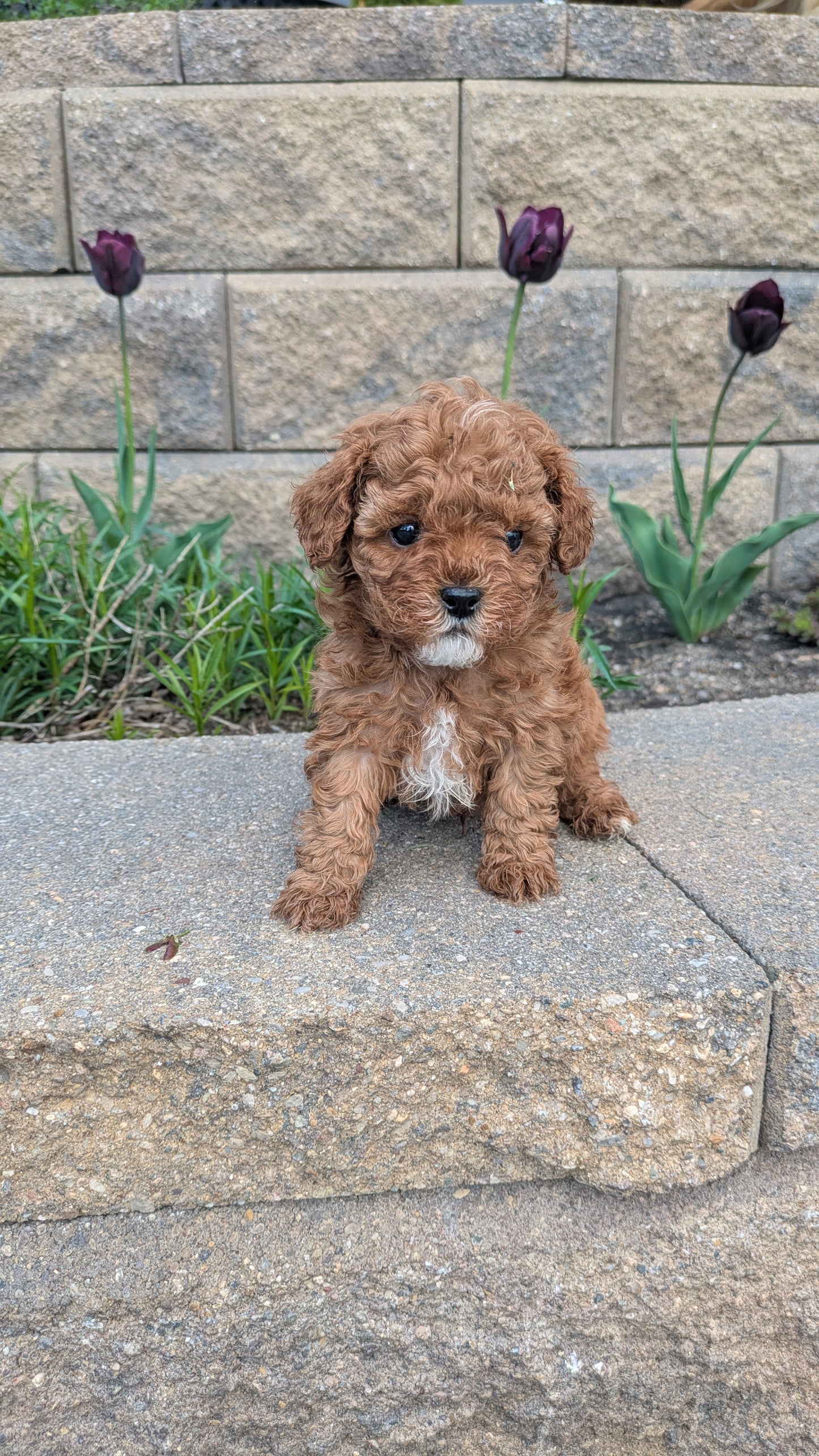 CAVAPOO (03/24) MALE