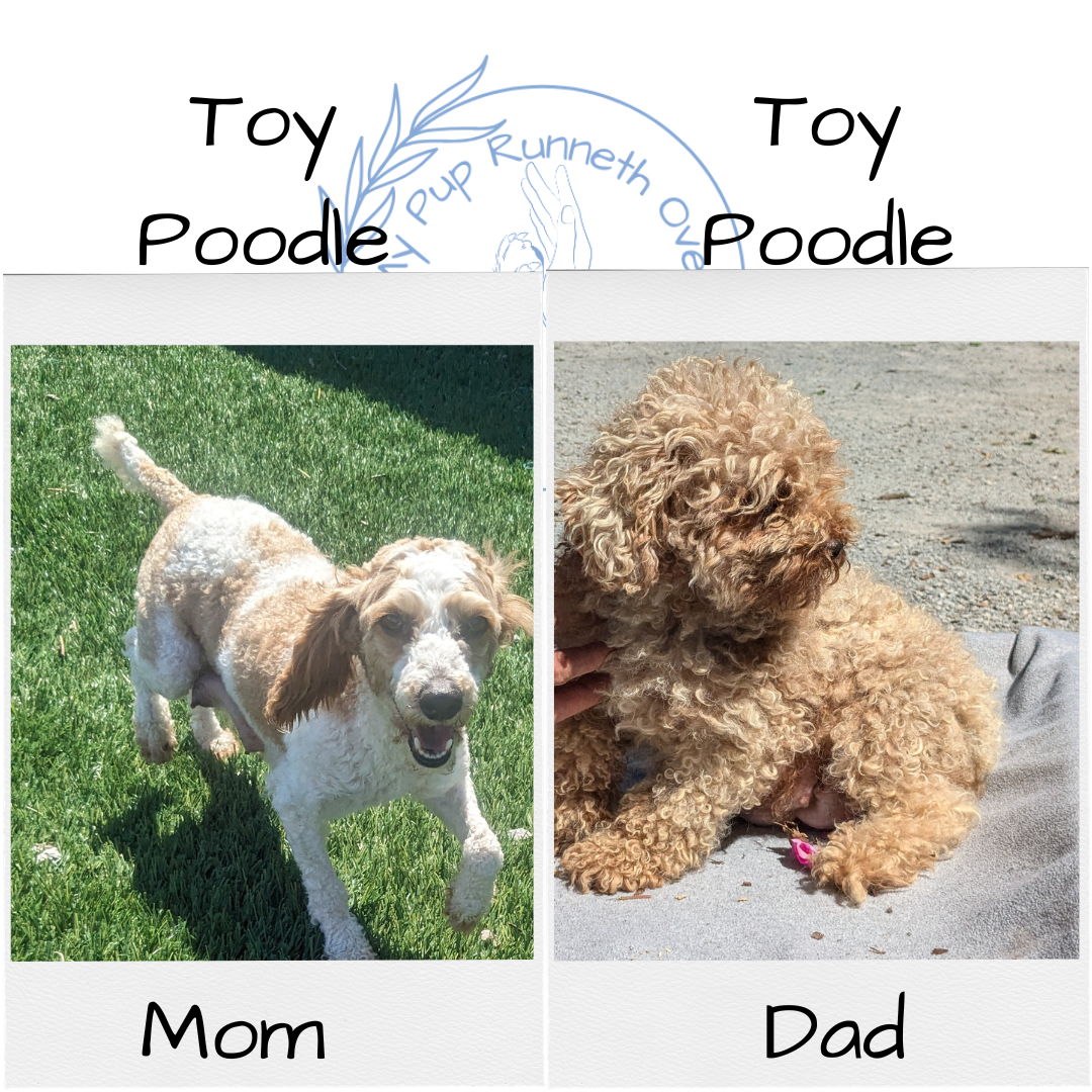 TOY POODLE (09/07) MALE