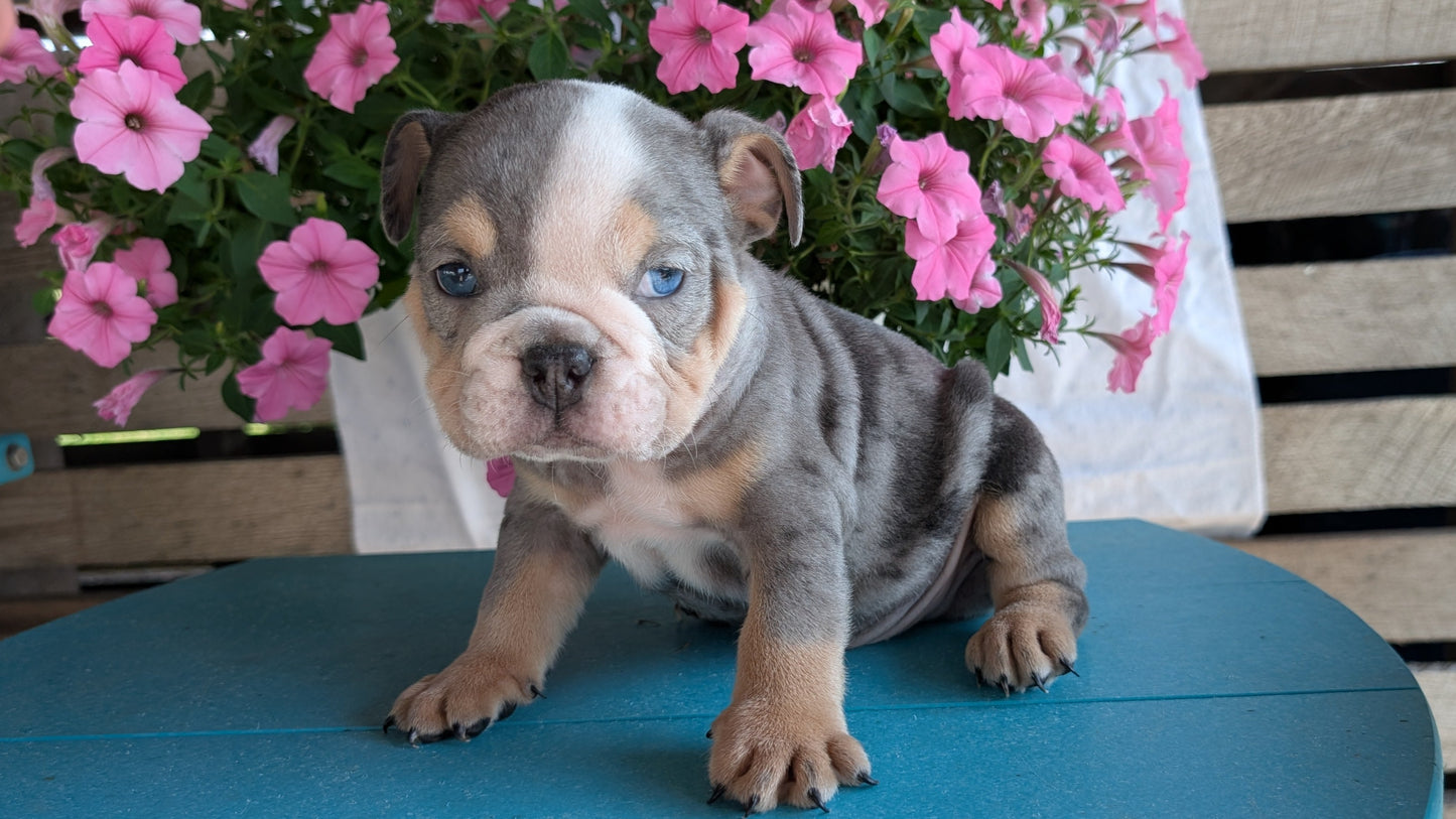 ENGLISH BULLDOG (06/30) MALE
