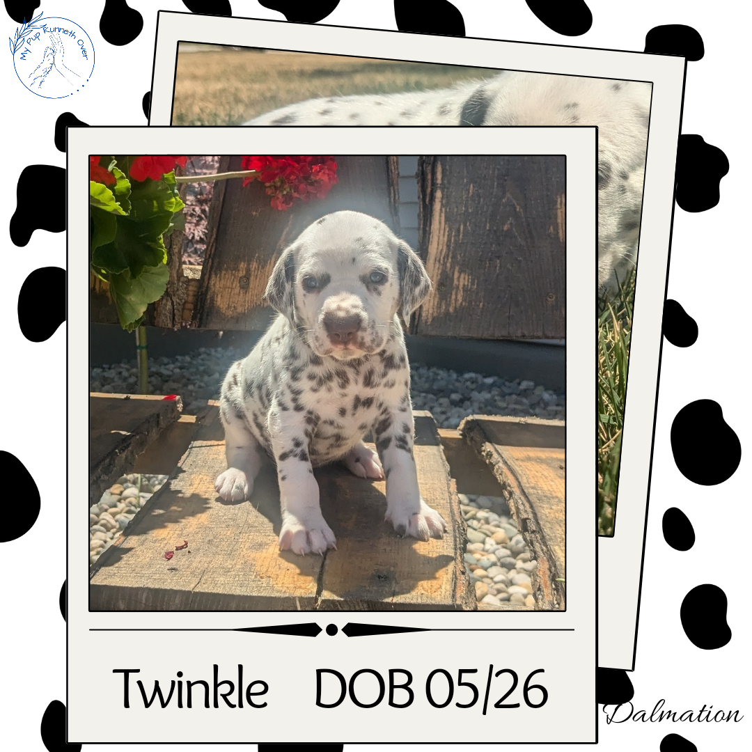 DALMATIAN (05/26) FEMALE