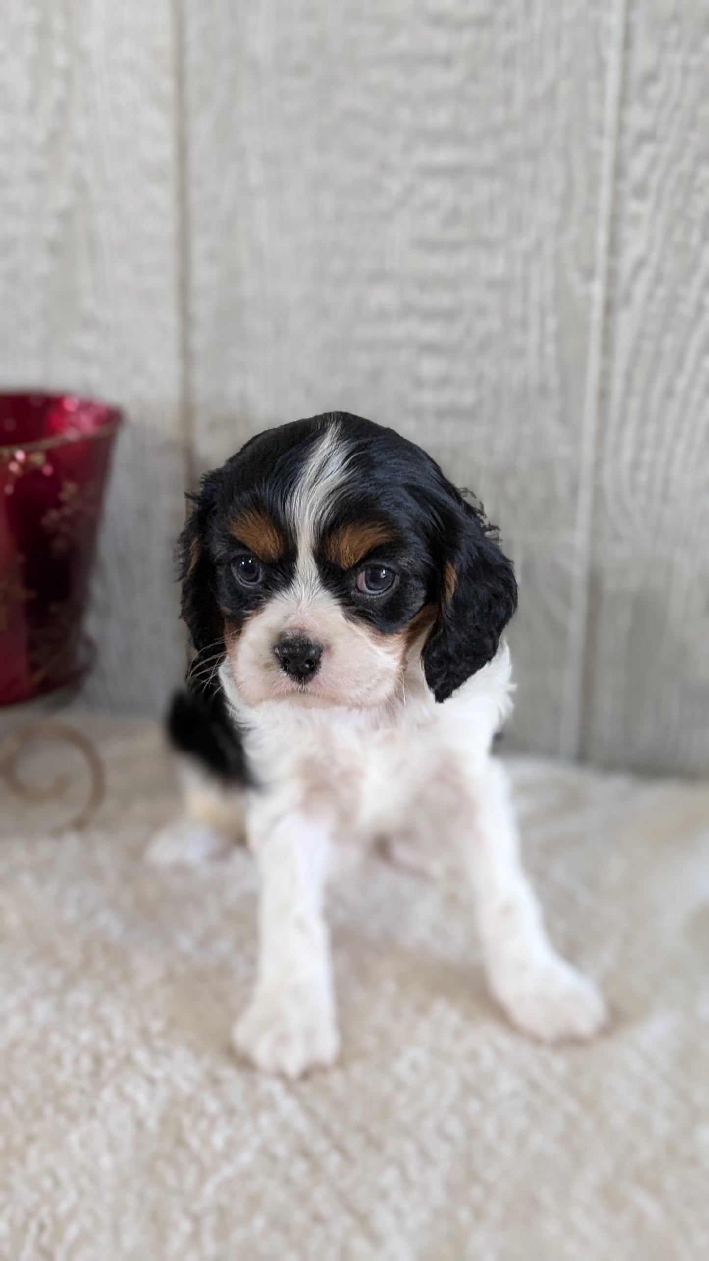 CAVALIER (09/12) MALE