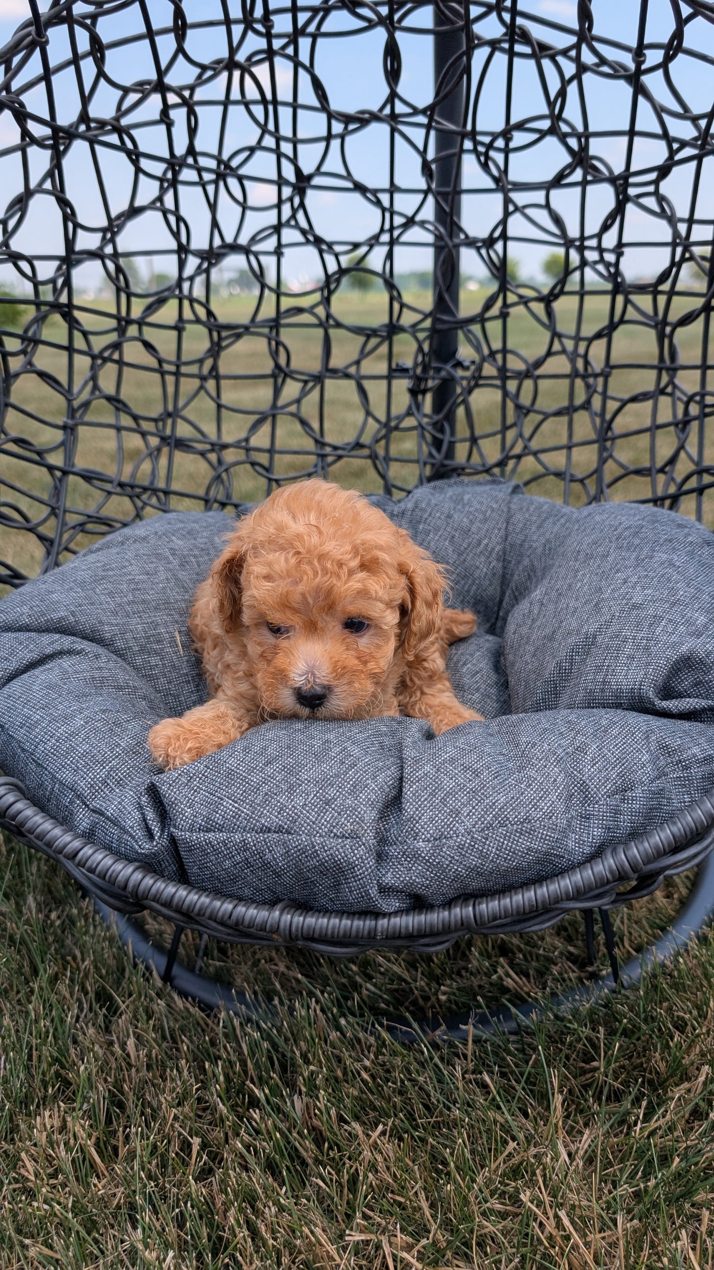 TOY POODLE (05/31) MALE