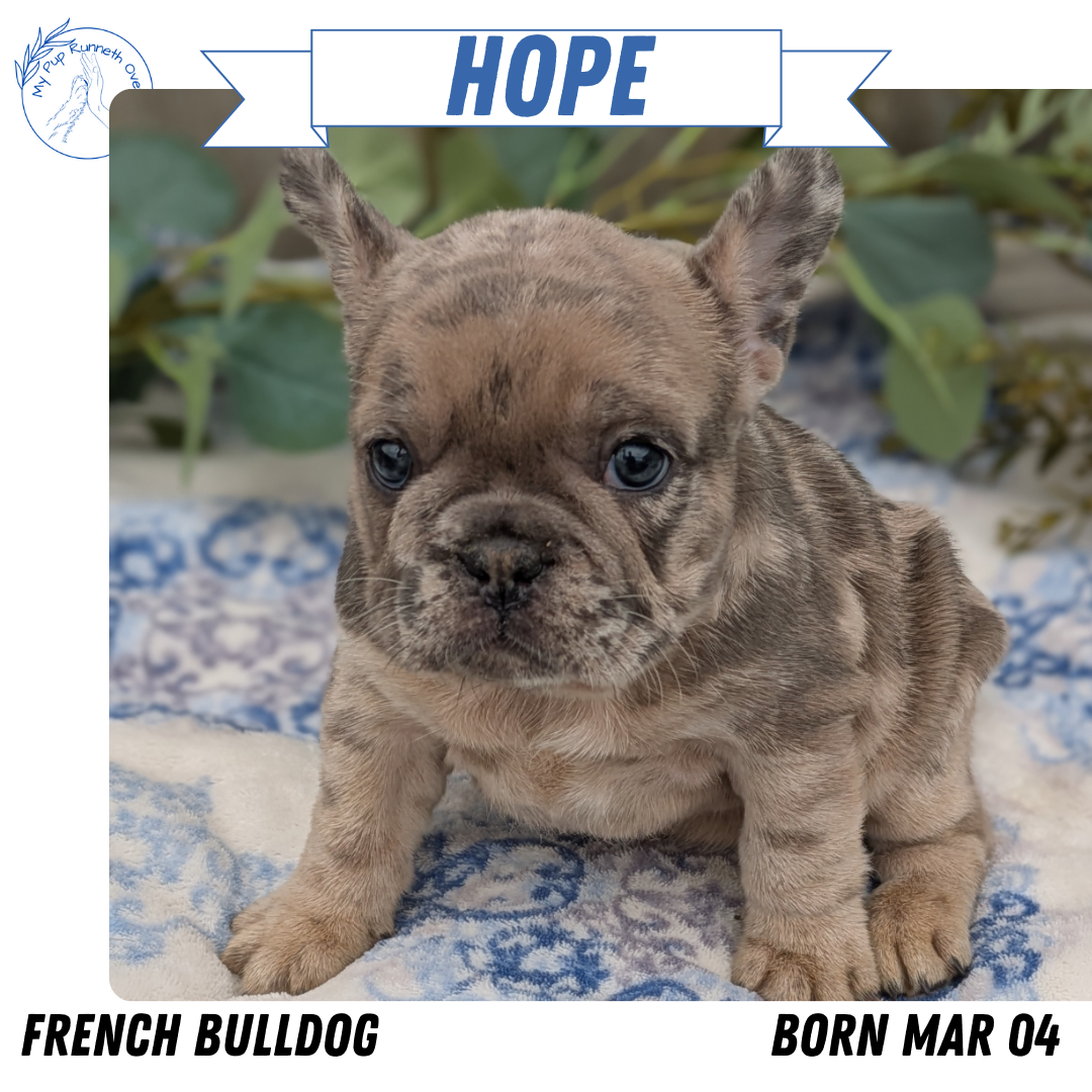 FRENCH BULLDOG (03/04) FEMALE