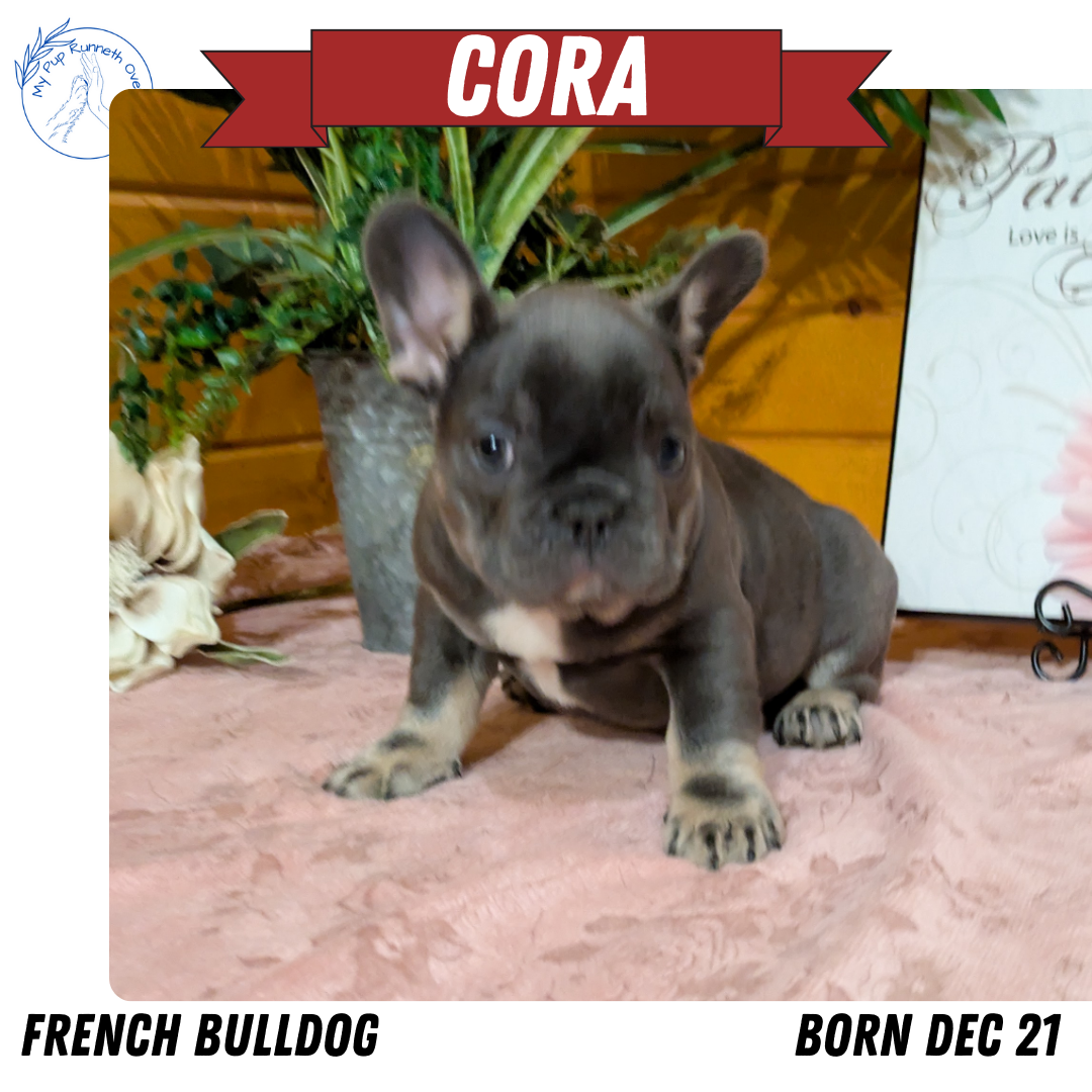 FRENCH BULLDOG (12/22) FEMALE