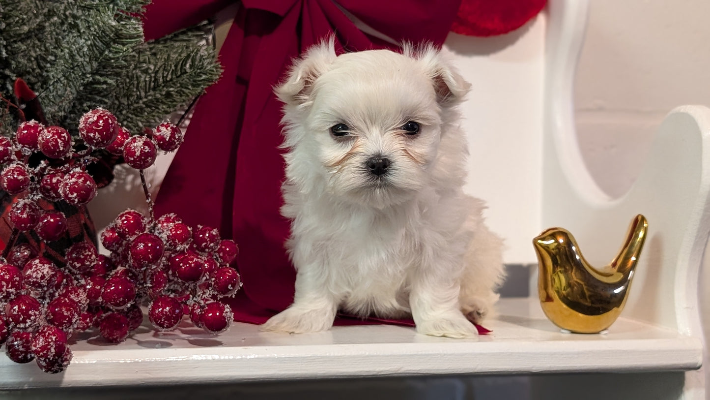 MALTESE (NOV 09) FEMALES