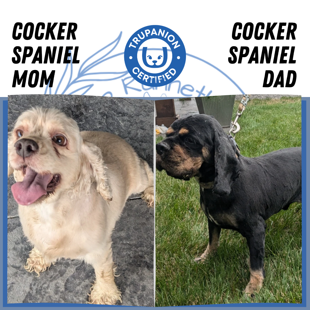 COCKER SPANIEL (04/16) MALE