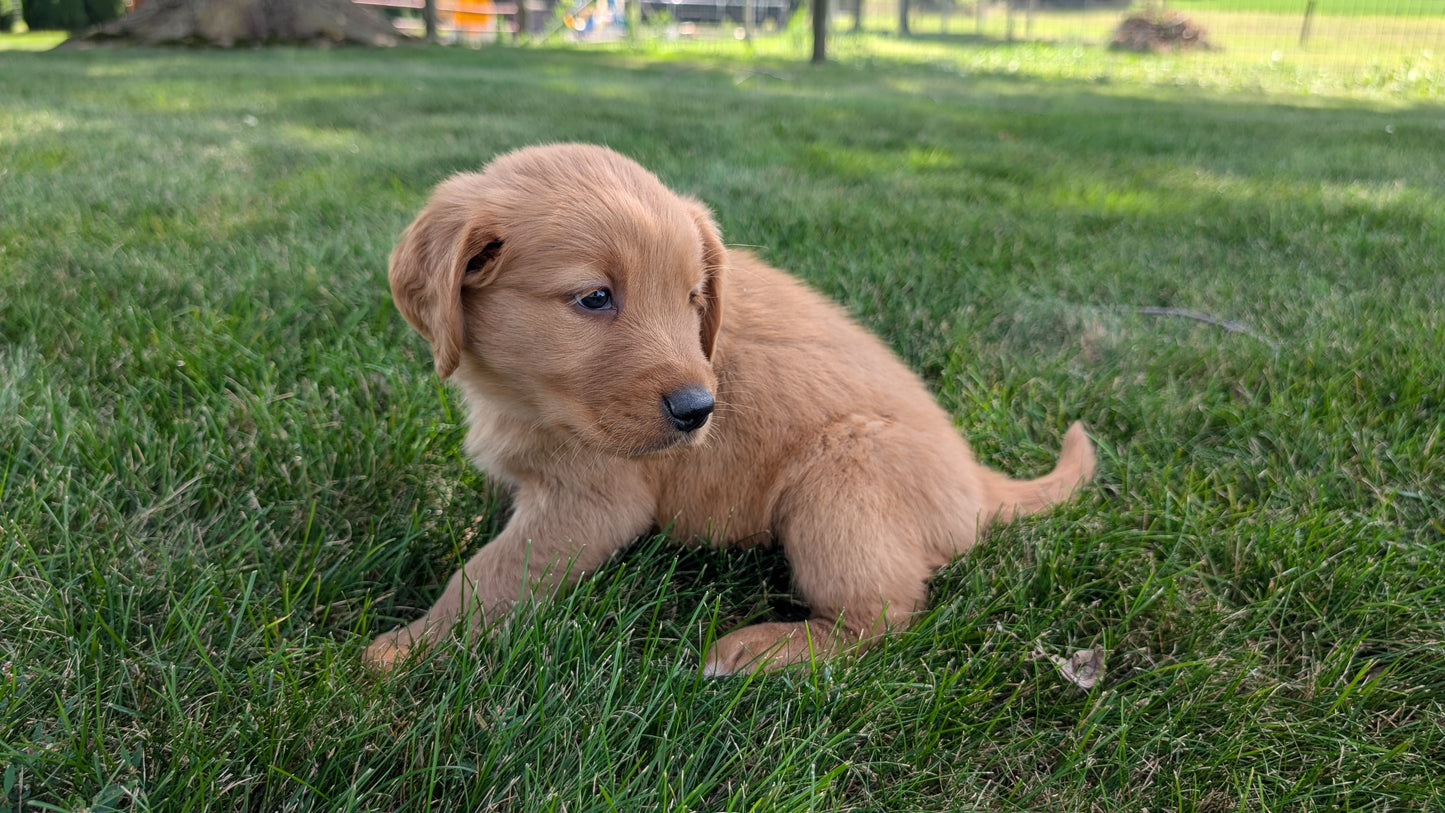 GOLDEN RETRIEVER (07/16) FEMALE