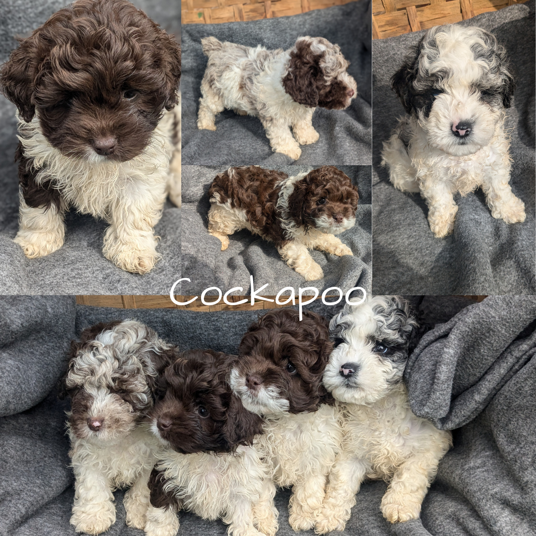 COCKAPOO (09/13) MALE