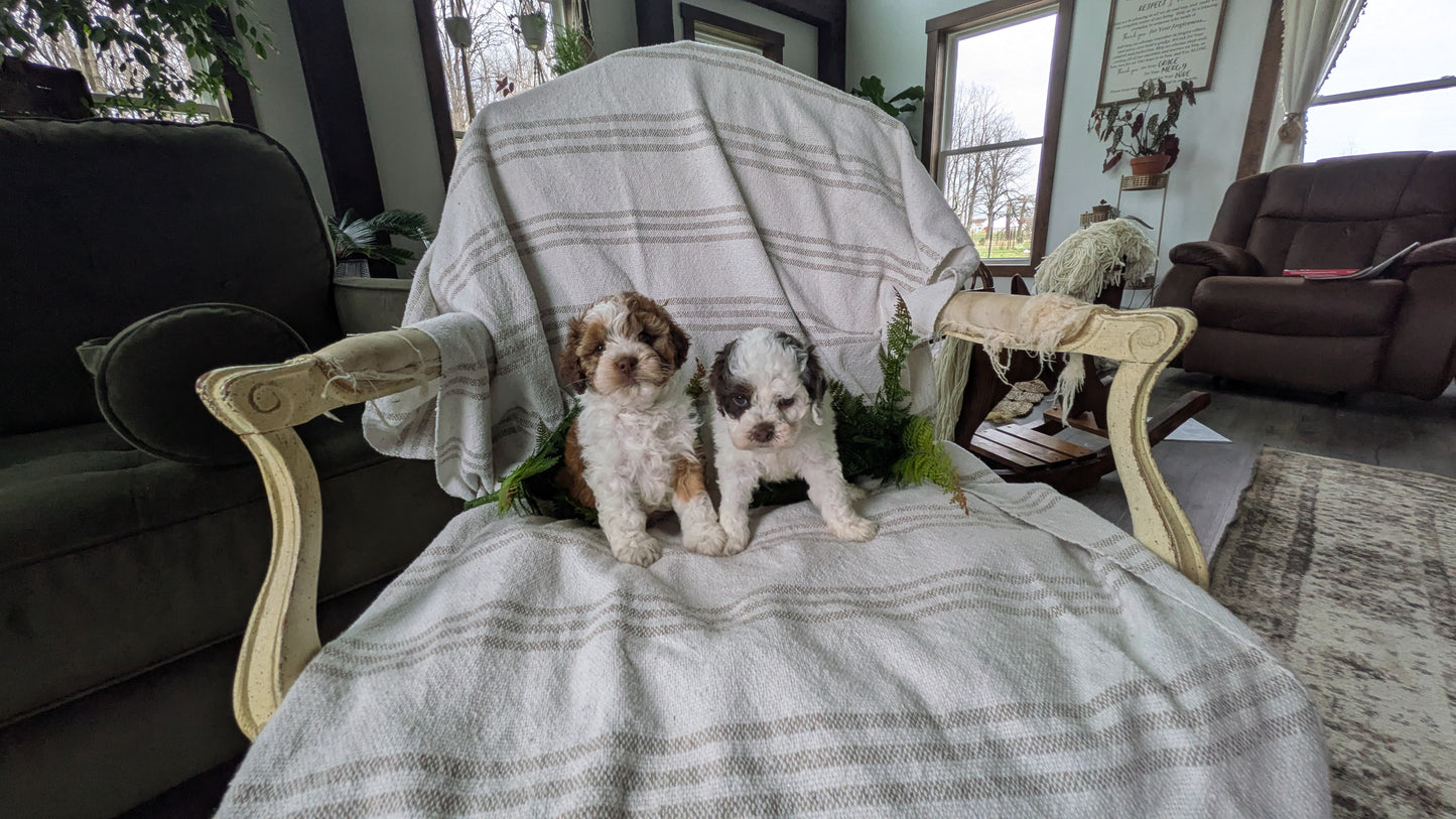 COCKAPOO (03/03) FEMALE
