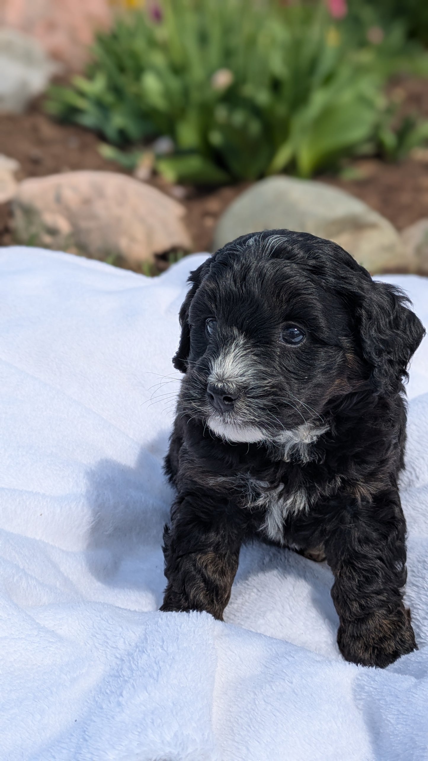 MINI BERNEDOODLE (03/30) FEMALE