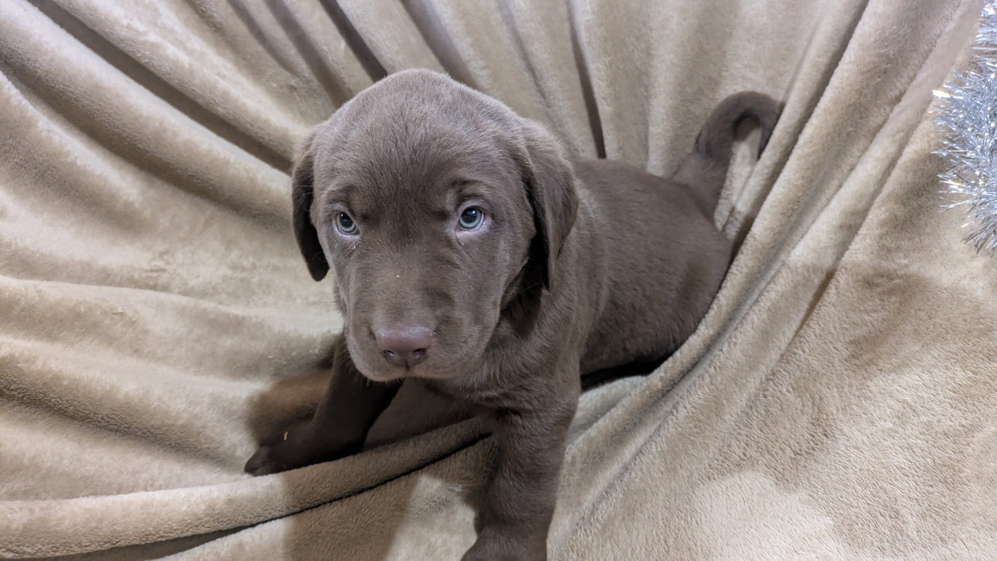 LABRADOR RETRIEVER (10/17) MALE