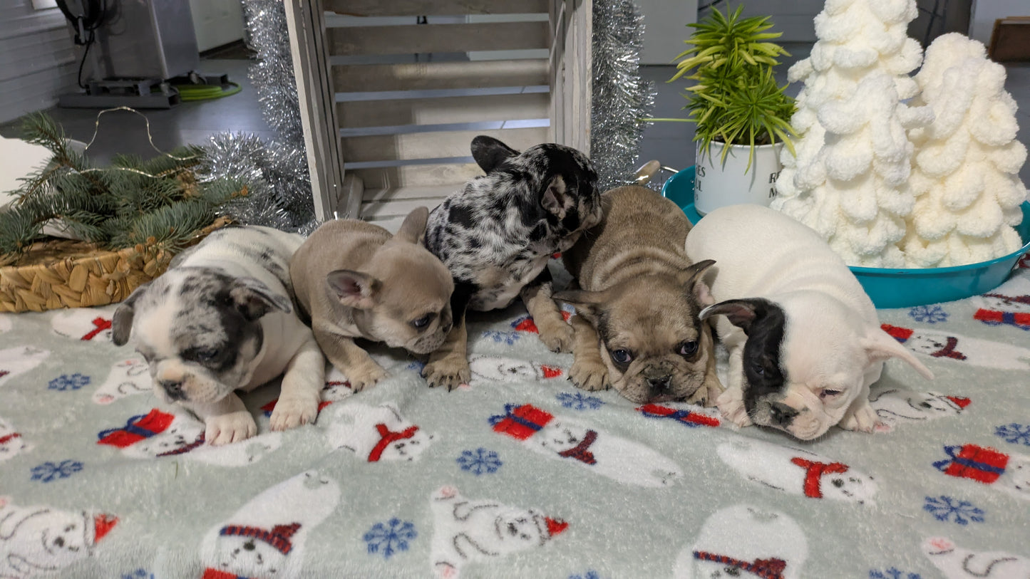 FRENCH BULLDOG (11/01) MALE