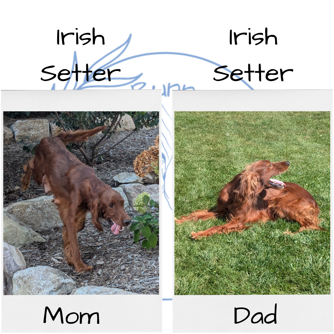IRISH SETTER (07/20) FEMALE