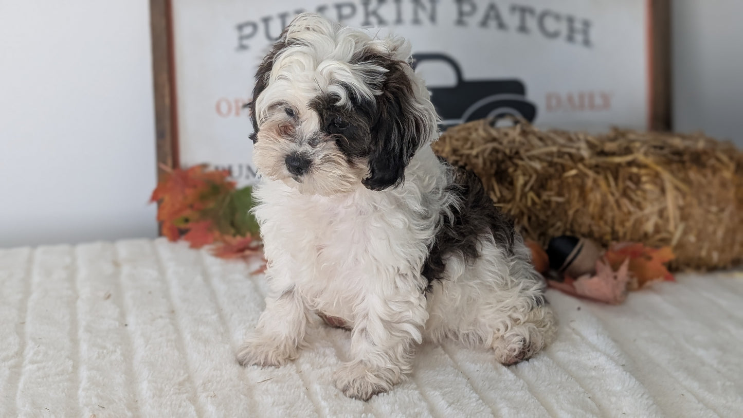 SHIHPOO (07/26) FEMALE