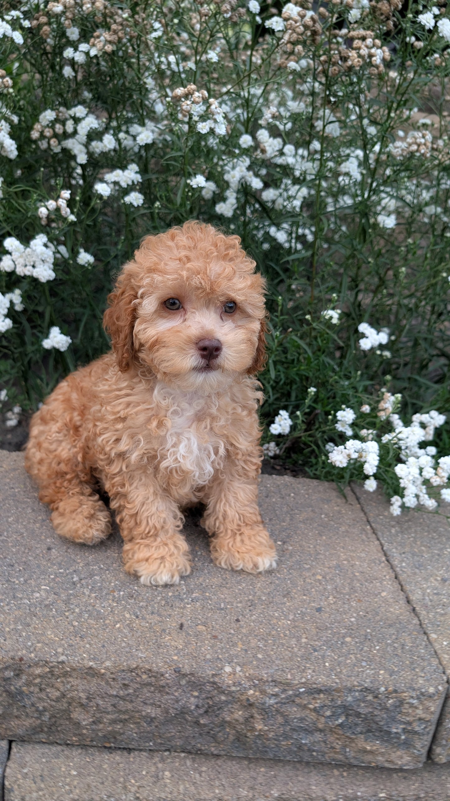 CAVAPOO (05/29) MALE
