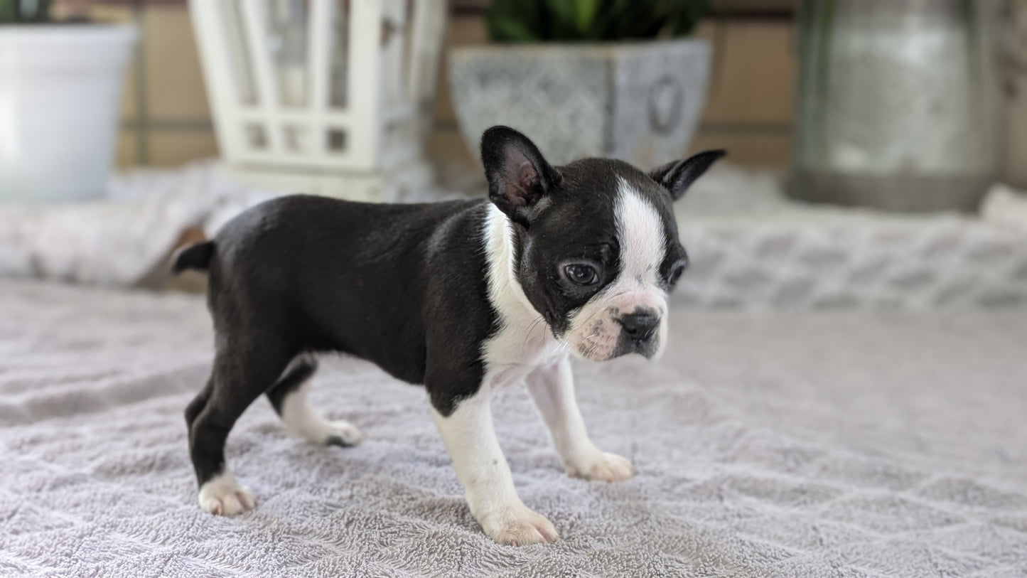 BOSTON TERRIER (12/09) FEMALE