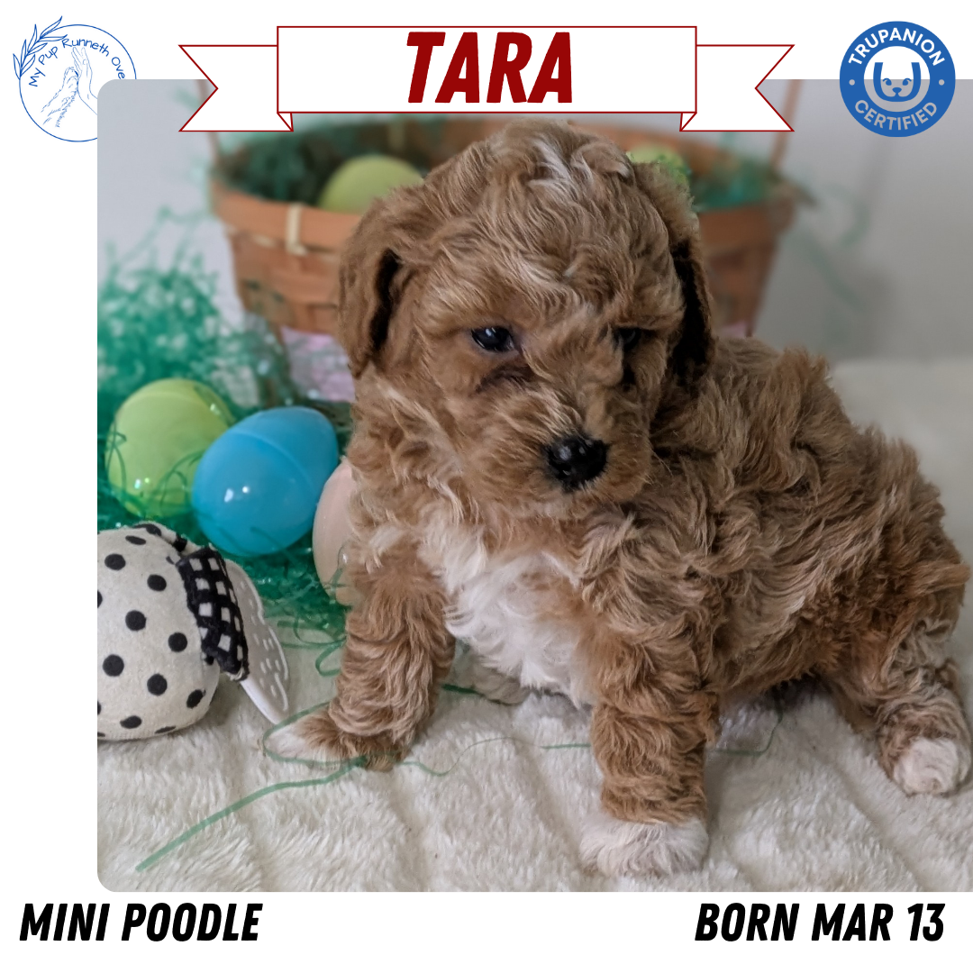 MINI POODLE (03/13) FEMALE