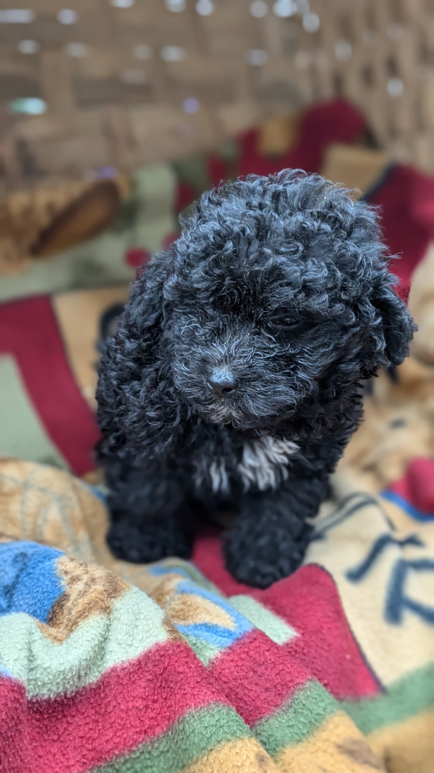 TOY POODLE (09/07) MALE