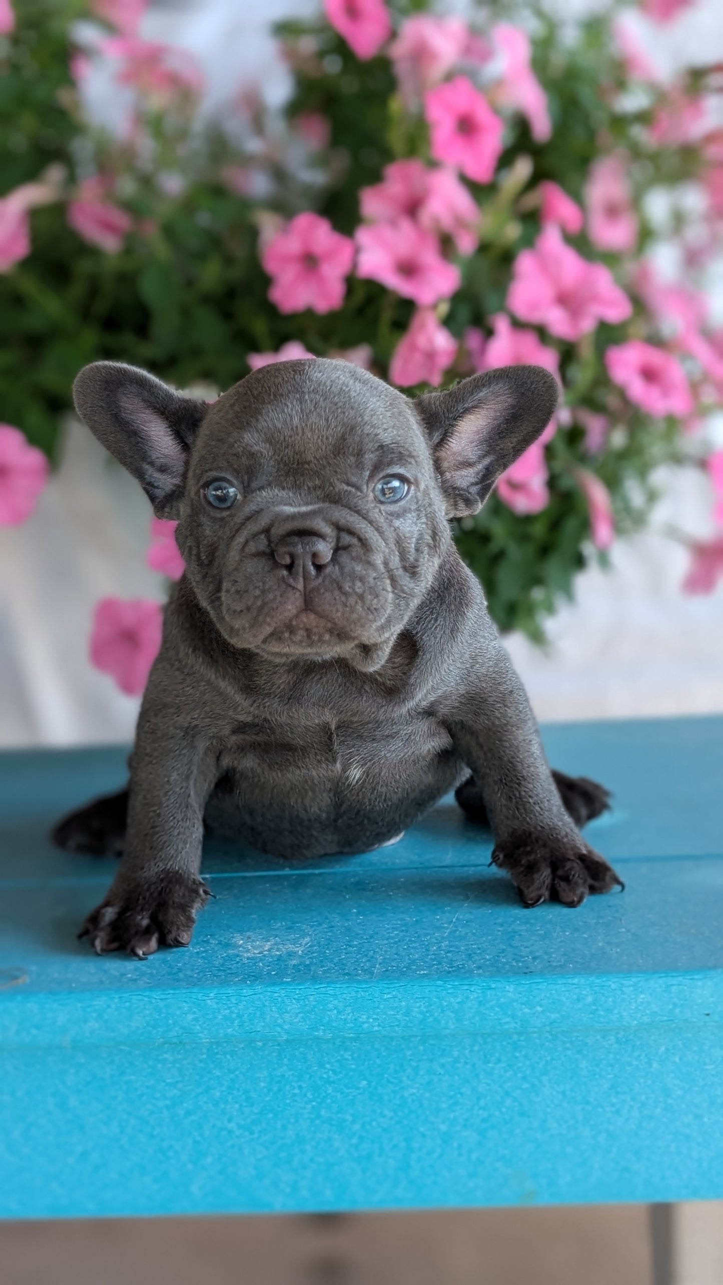 FRENCH BULLDOG (06/30) MALE