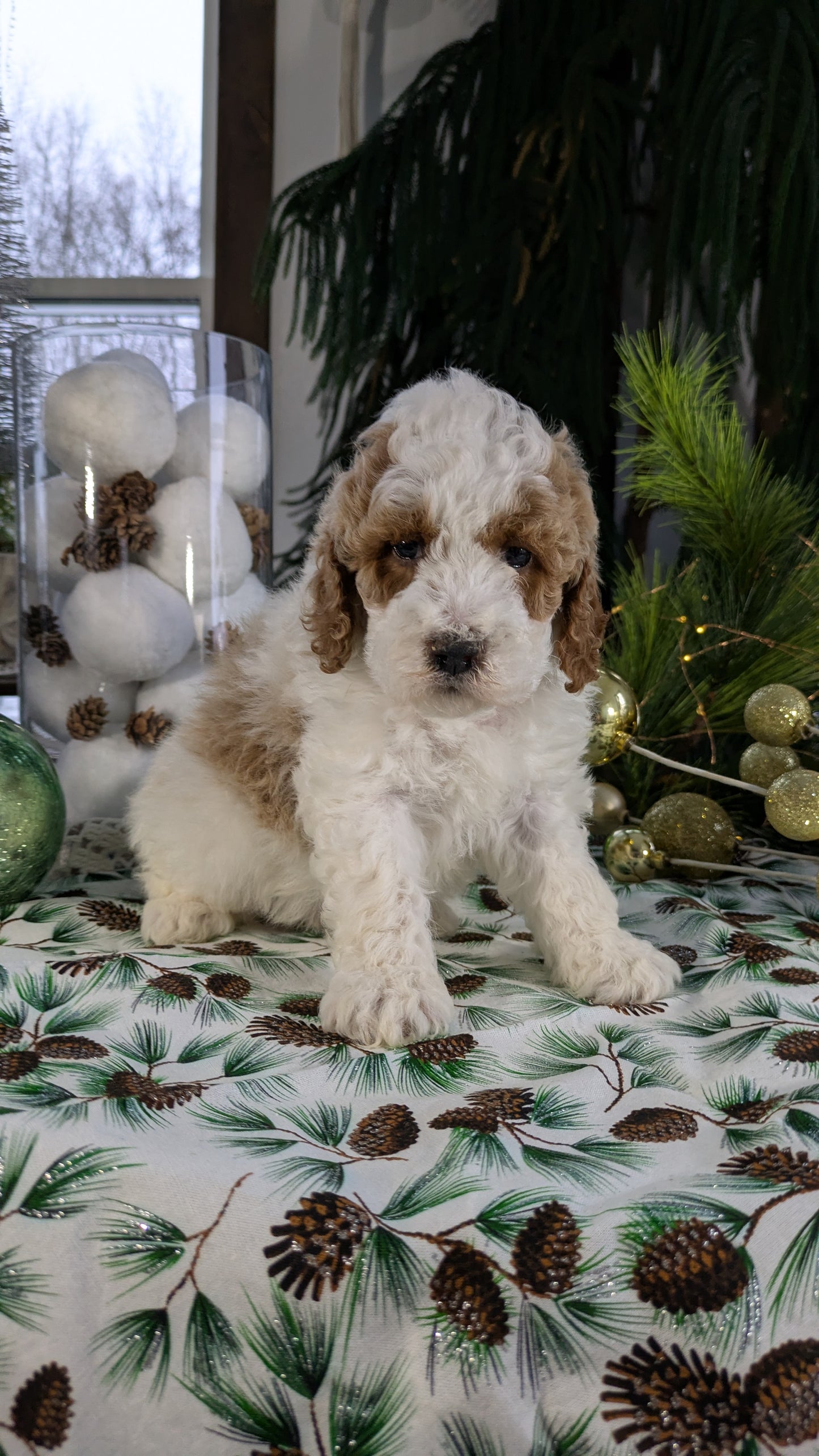 COCKAPOO (10/14) MALE