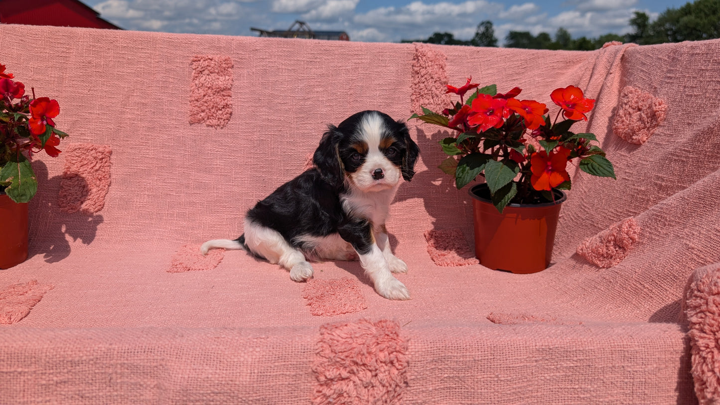 CAVALIER (05/06) MALE