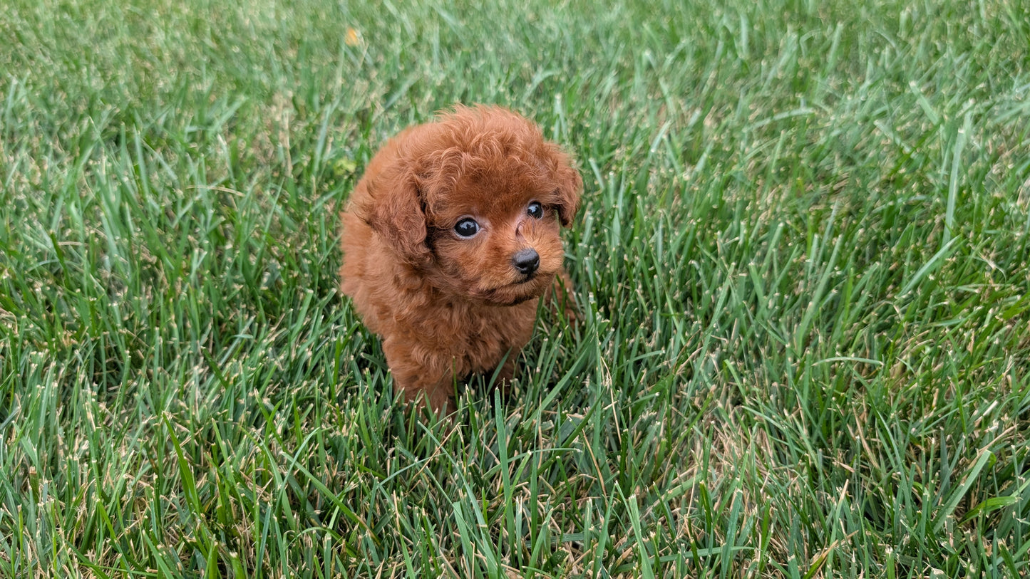 TOY POODLE (07/01) MALE
