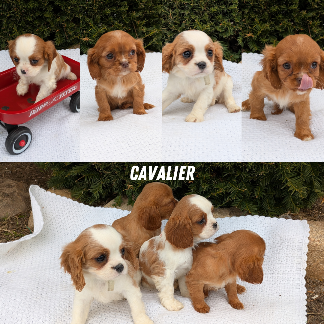 CAVALIER (02/10) MALE