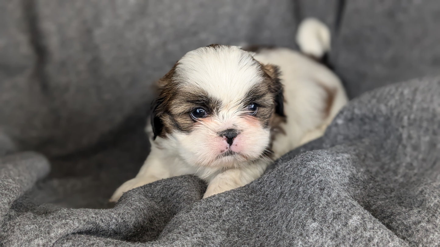 SHIH TZU (10/08) FEMALE