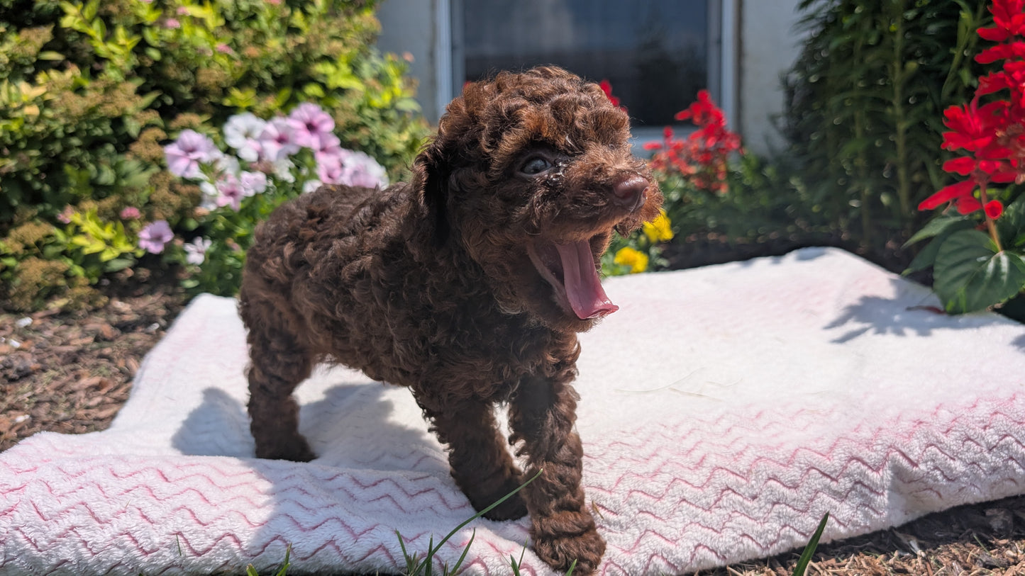 TOY POODLE (06/23) FEMALE