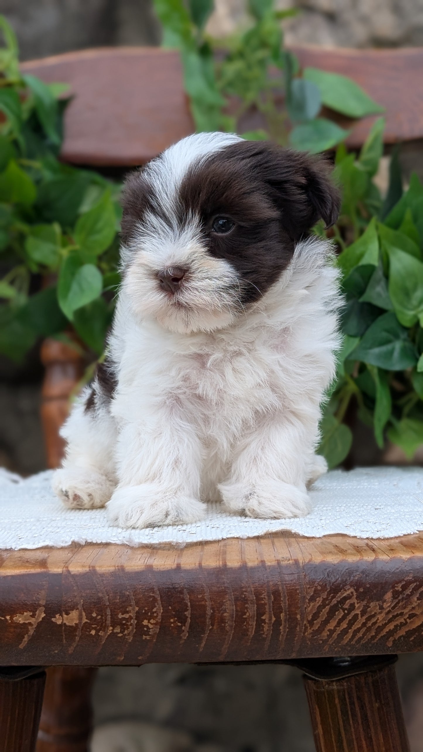 HAVANESE (APR 09) FEMALE