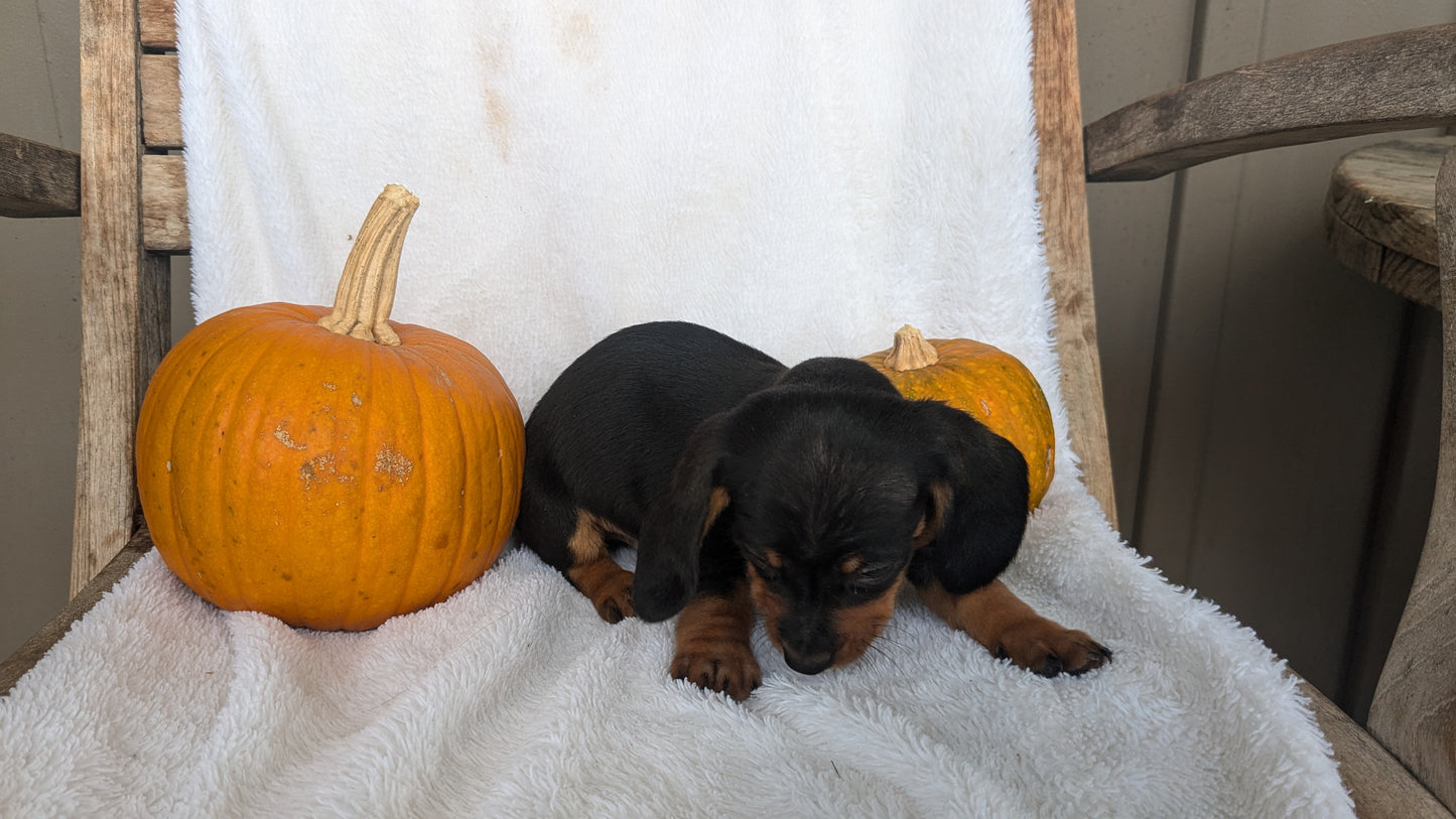 MINI DACHSHUND (08/13) MALE