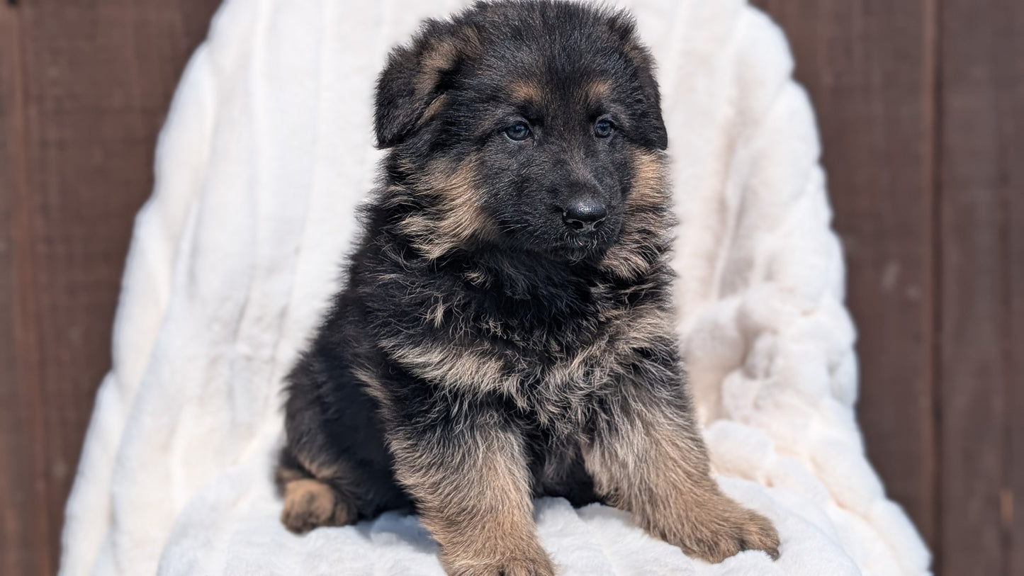 GERMAN SHEPHERD (MAR 28) MALES