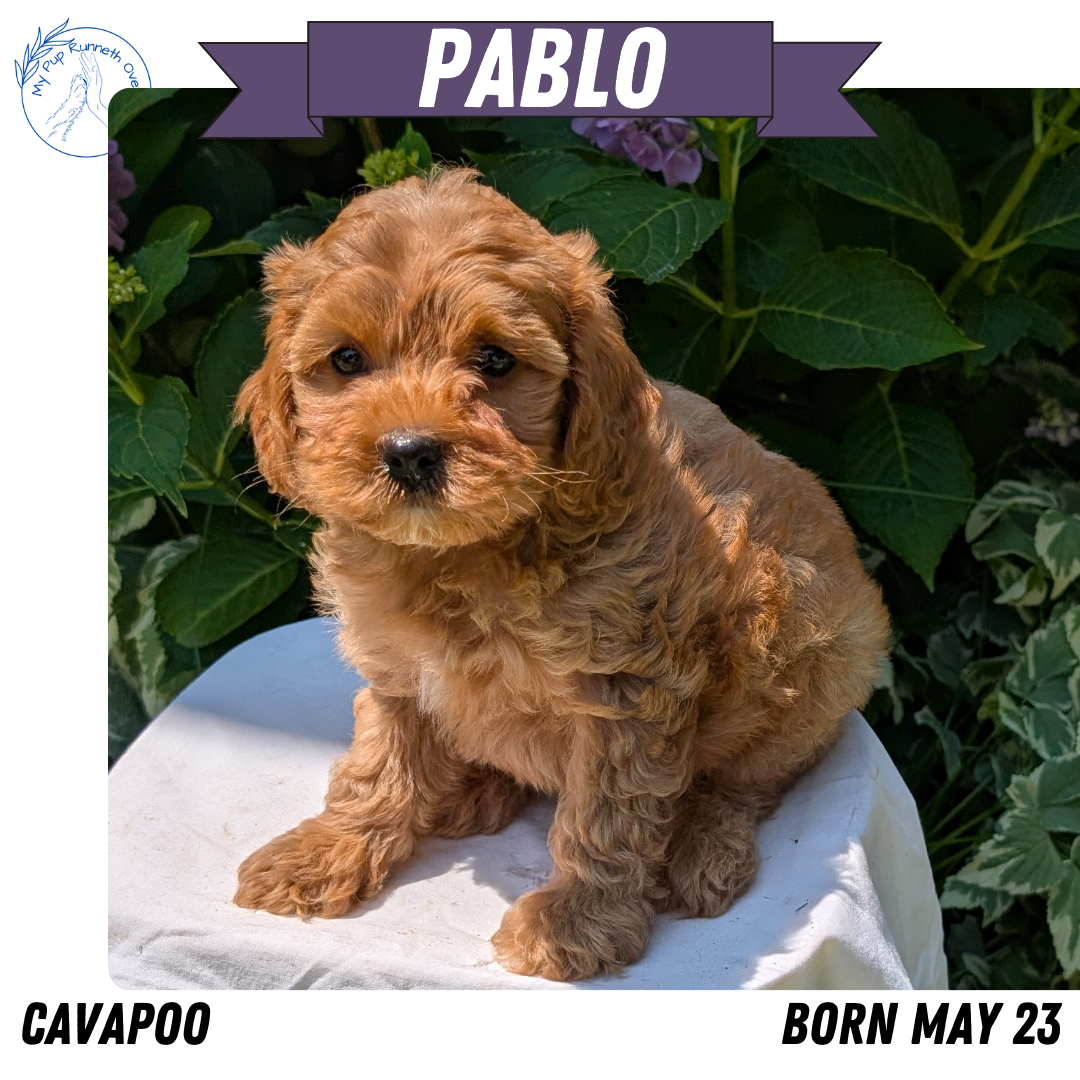 CAVAPOO (05/23) MALE