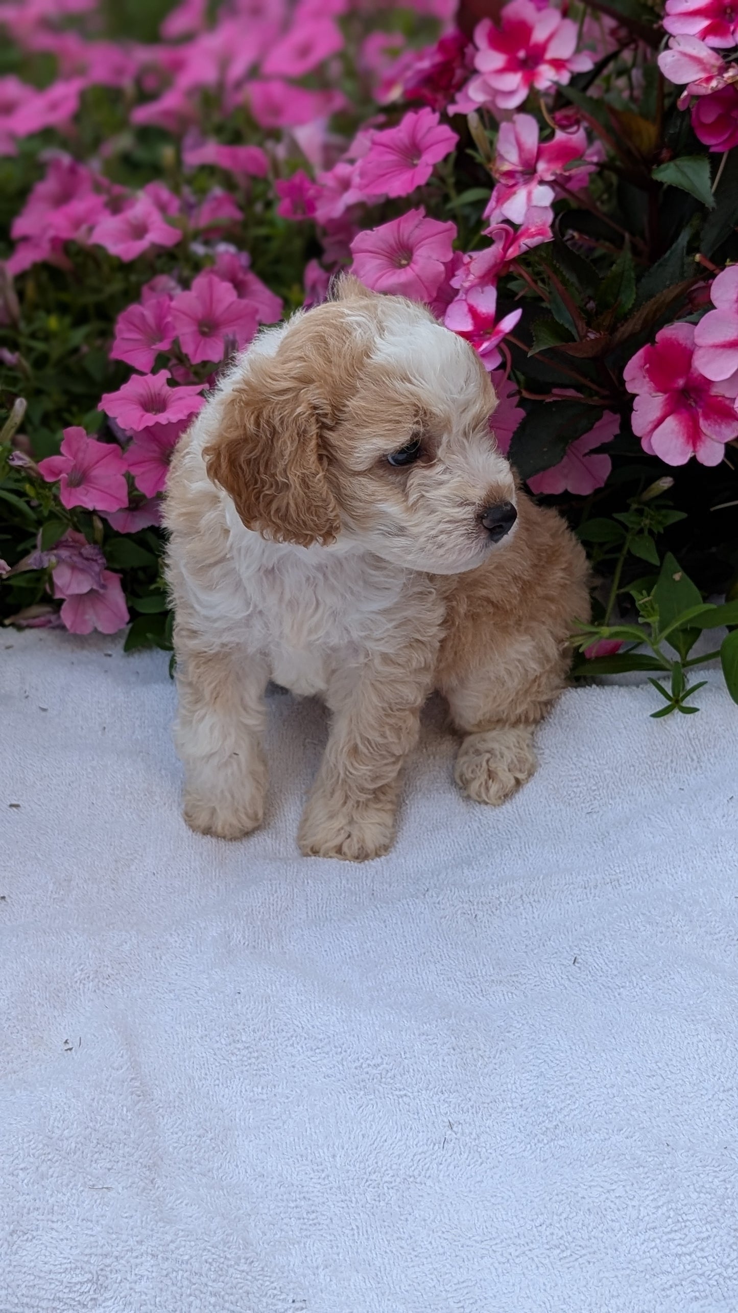 MINI AUSSIEDOODLE (06/21) MALE