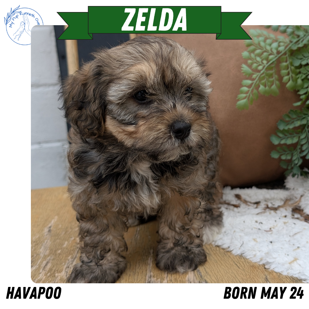 HAVAPOO (05/24) FEMALE
