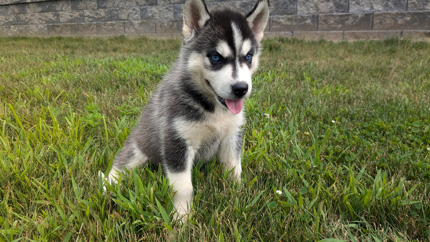 SIBERIAN HUSKY (06/22) FEMALE