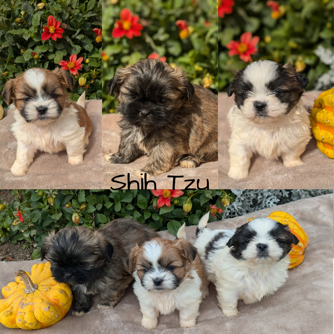 SHIH TZU (09/06) MALE
