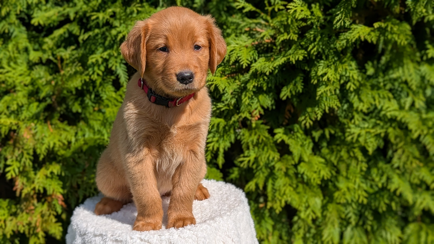 GOLDEN RETRIEVER (07/17) FEMALE