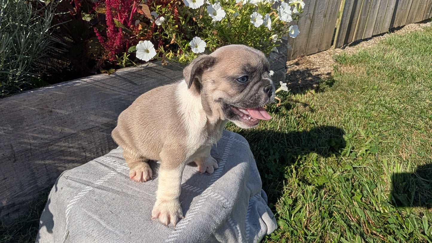 FRENCH BULLDOG (07/03) FEMALE