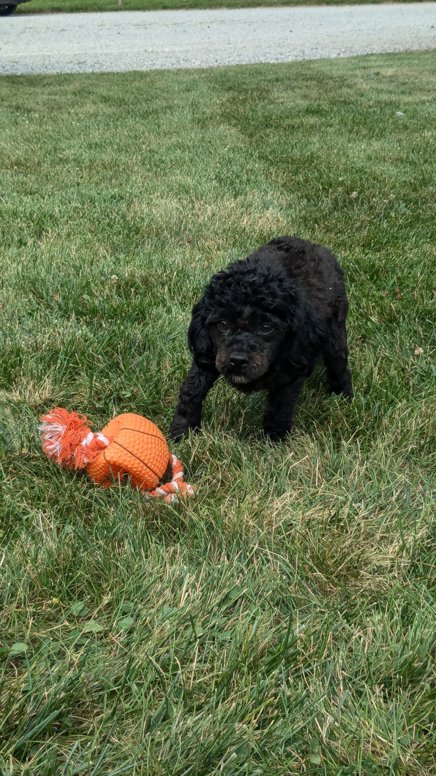 SHIH-POO (11/02) FEMALE