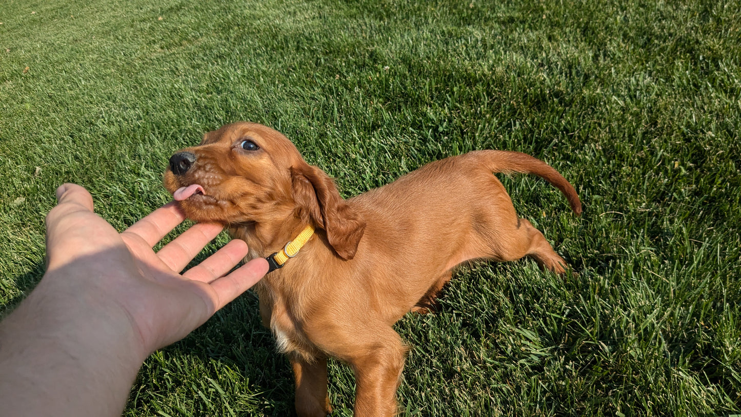 IRISH SETTER (07/20) FEMALE