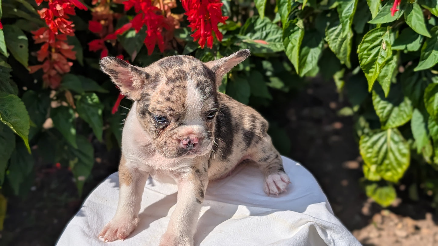 FRENCHTON (06/25) MALE